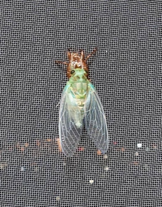 昆虫嫌い＆集合体恐怖症の方は見ないでください