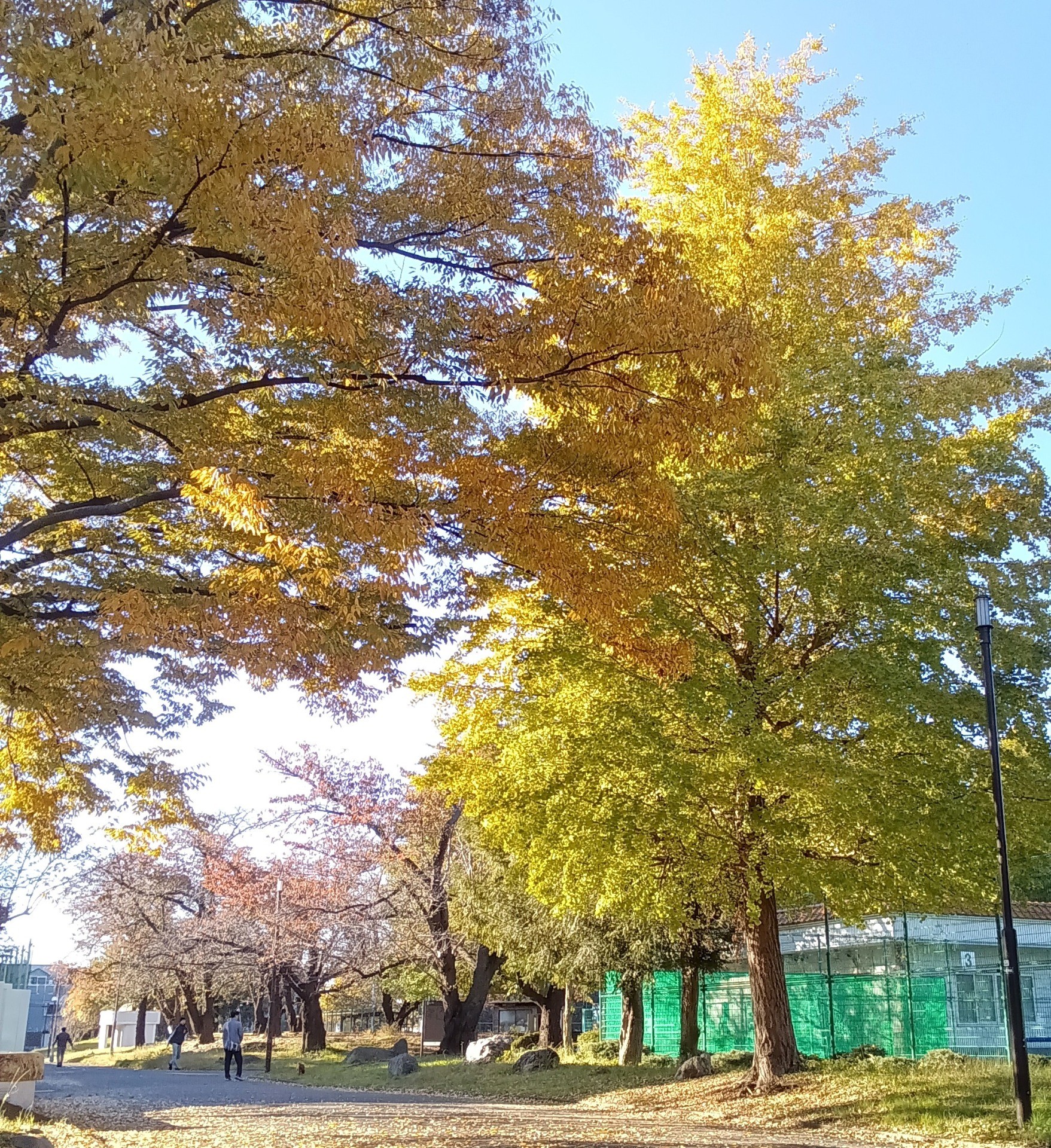 川崎も紅葉の季節