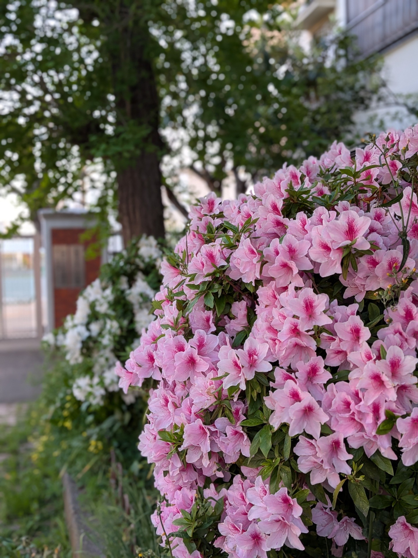 桜もいいけどツツジもね