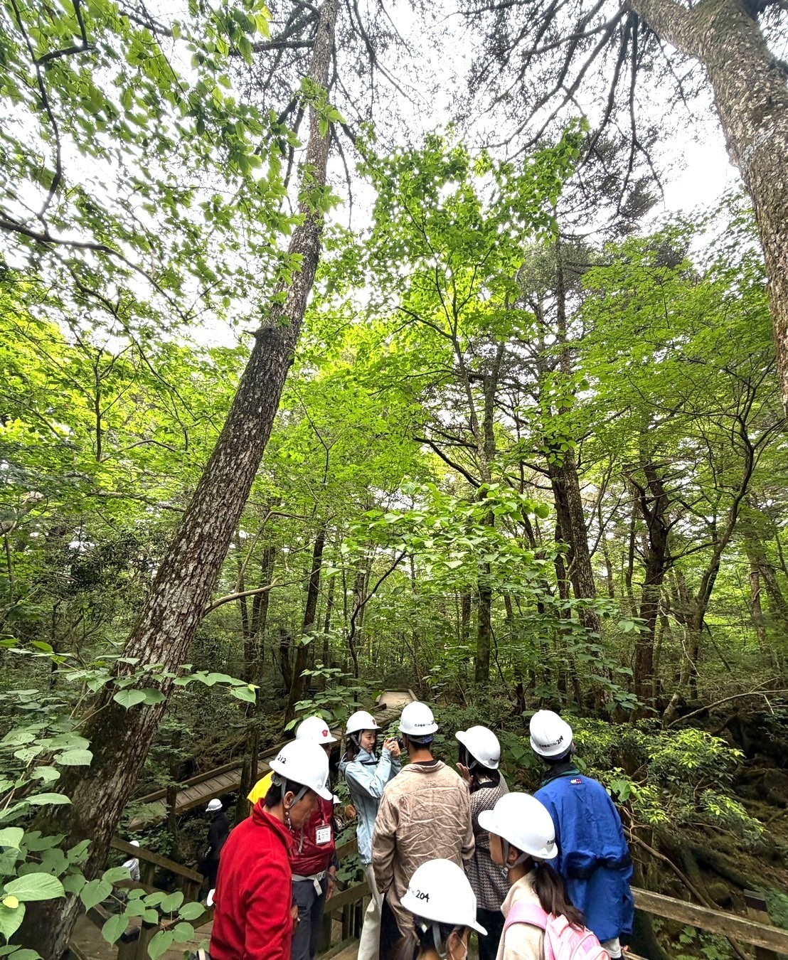 青木ヶ原樹海で散策